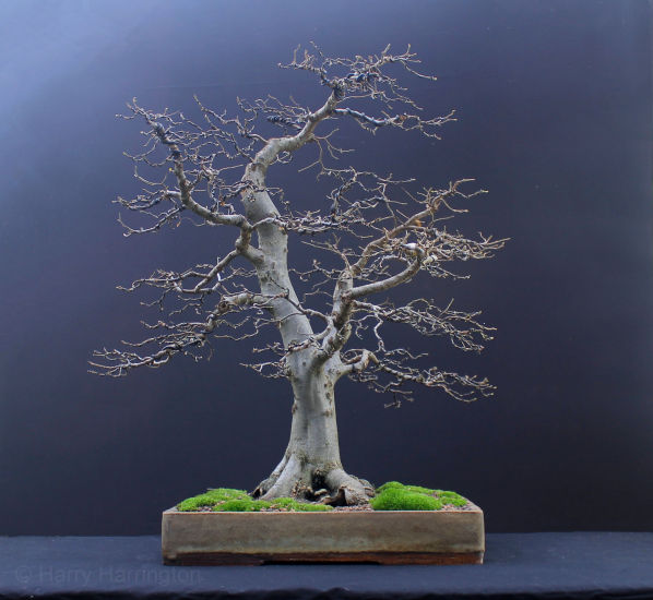 European Hornbeam bonsai